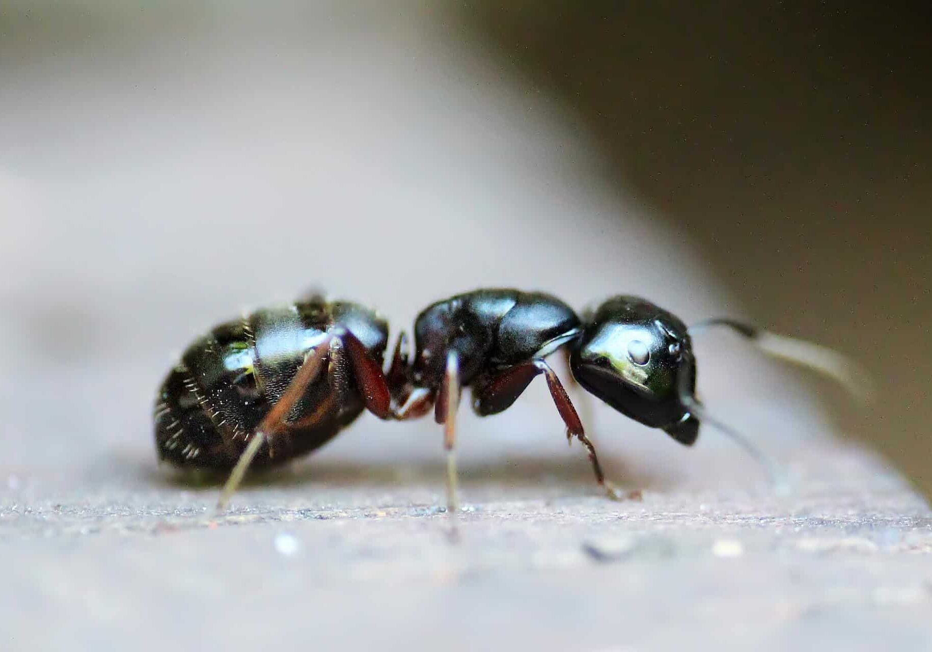 ant-gb6e45d705_1920