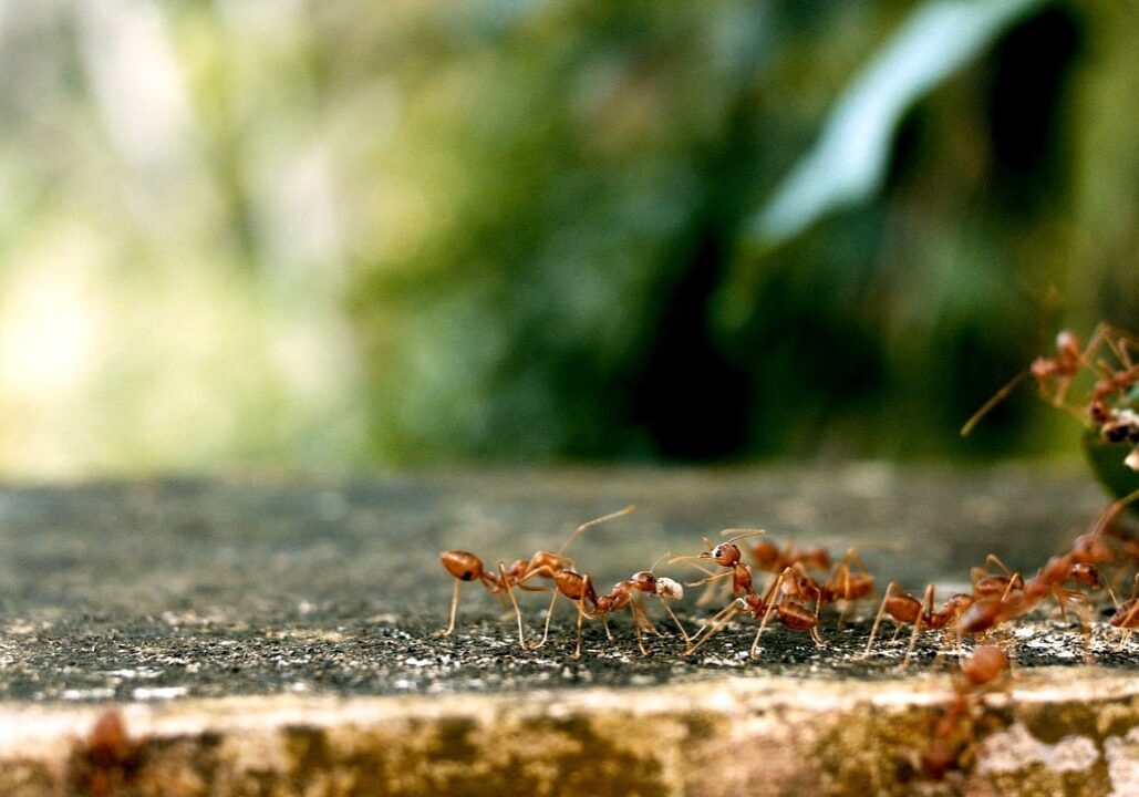 ants-g85527dfd6_1280