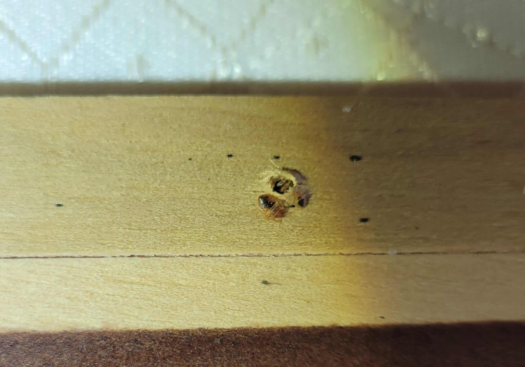 bed bug2
