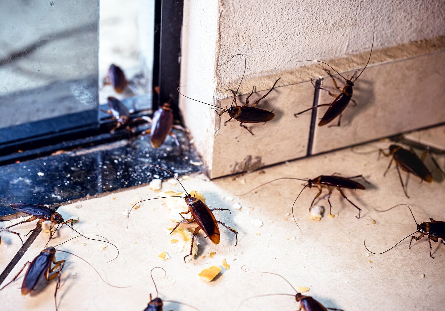 Periplaneta cockroach, known as red cockroach or American cockroach, cockroaches invading apartment, indoors through the door
