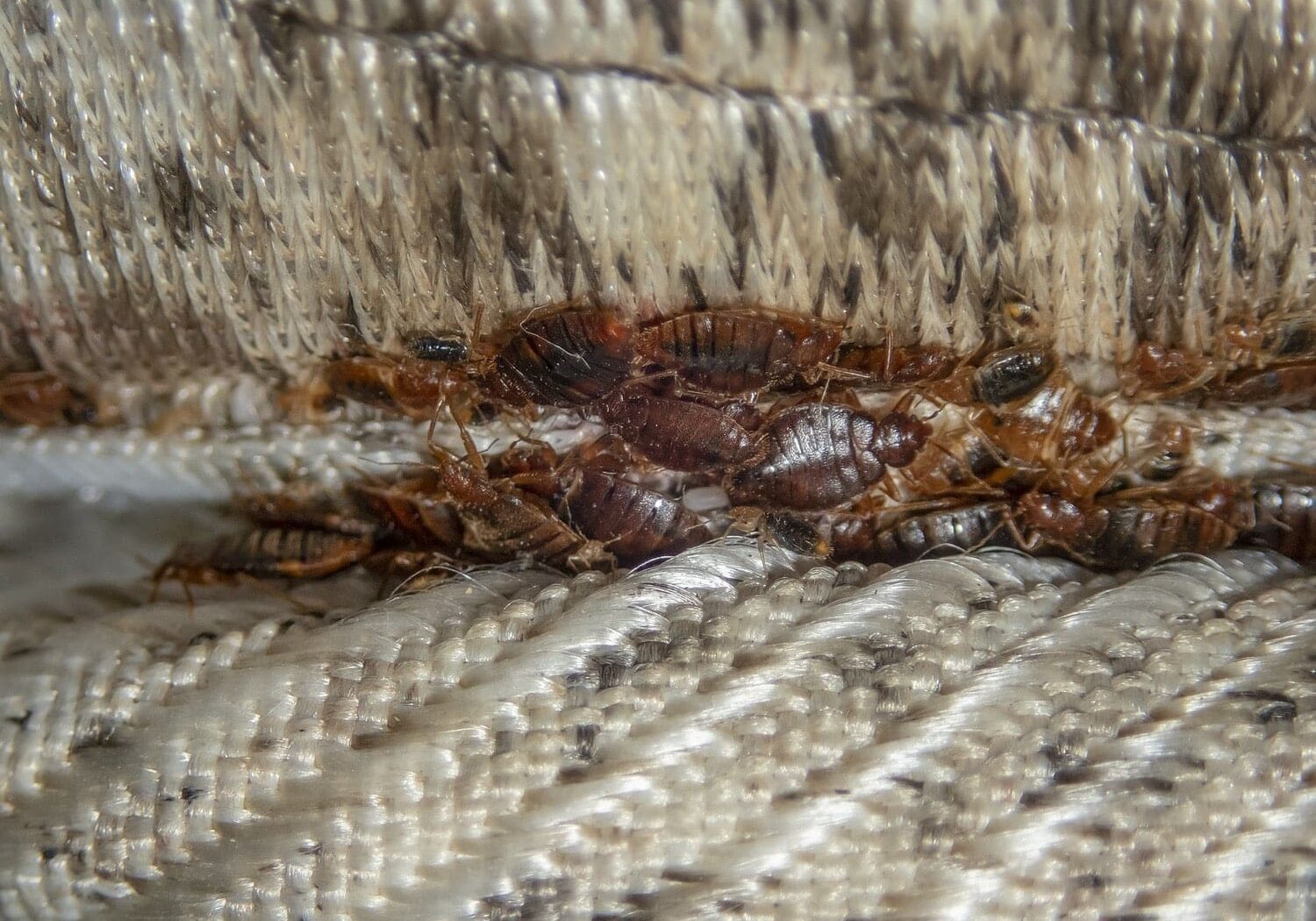 Serious bed bug infestation, bed bugs developed unnoticed on the mattress in folds and seams