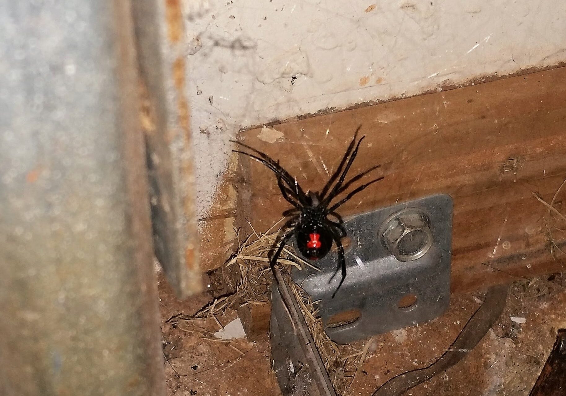 black widow
