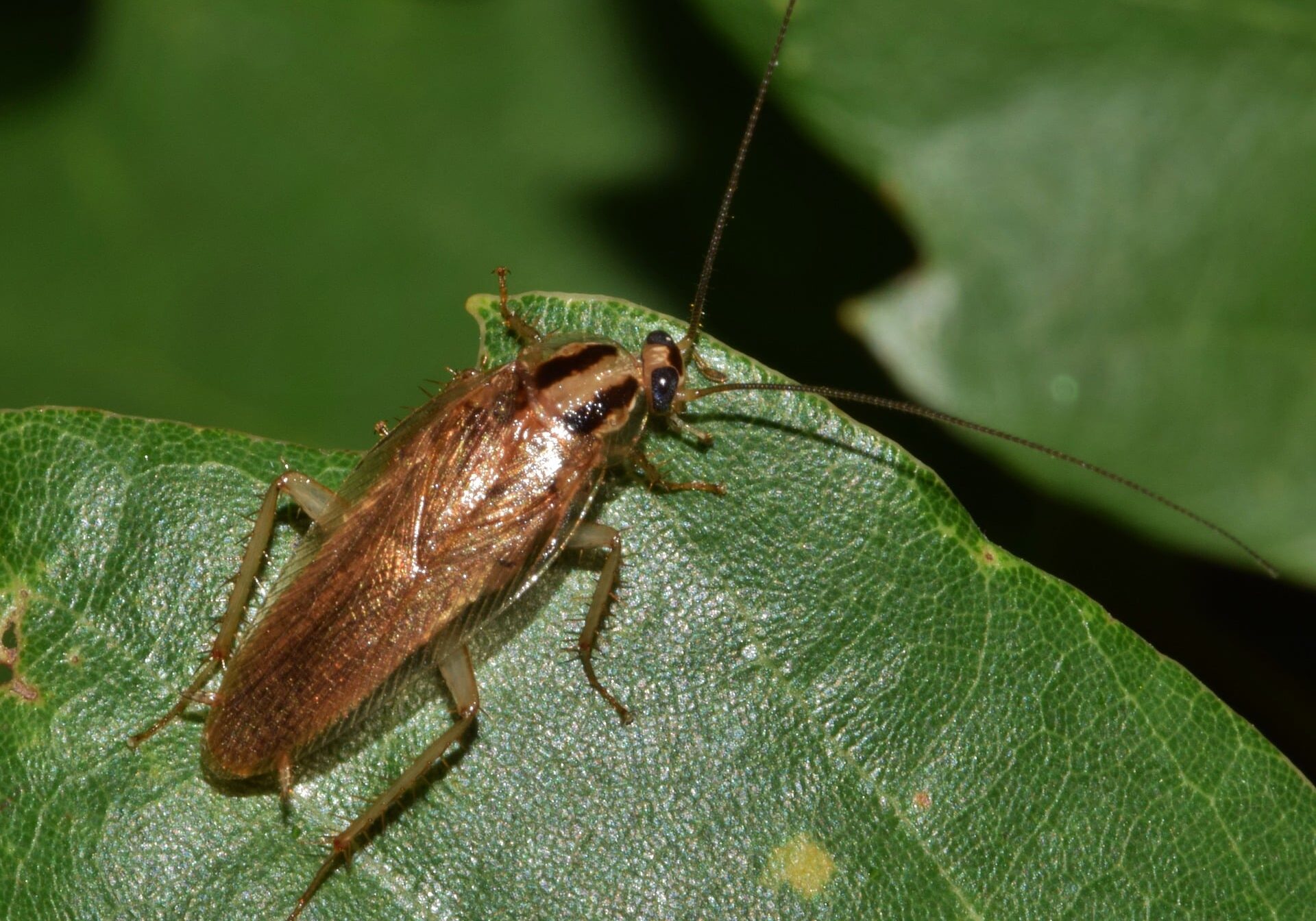 cockroach-g45d2fdedf_1920