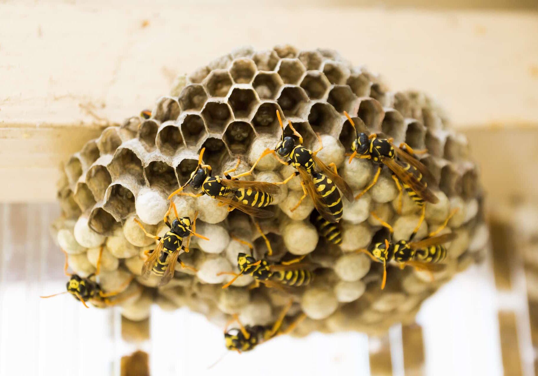 wasp-nest-gf2ded1478_1920
